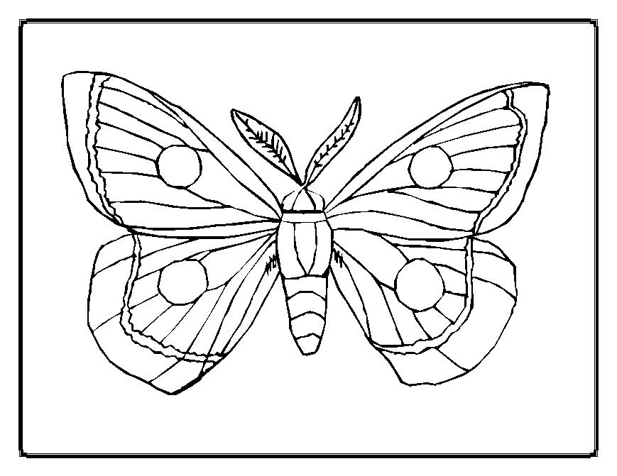 Malvorlage: Schmetterling (Tiere) #15667 - Kostenlose Malvorlagen zum Ausdrucken