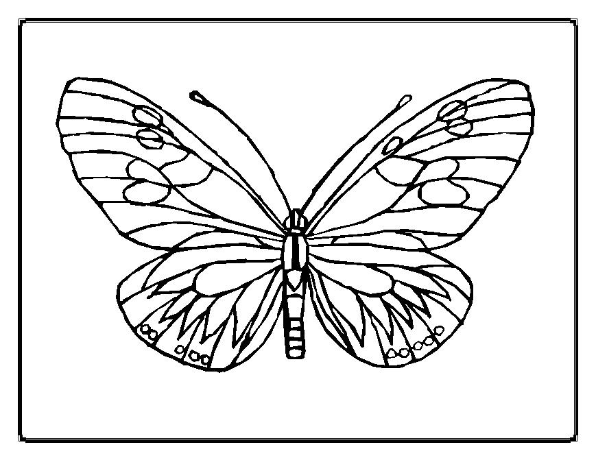 Malvorlage: Schmetterling (Tiere) #15669 - Kostenlose Malvorlagen zum Ausdrucken