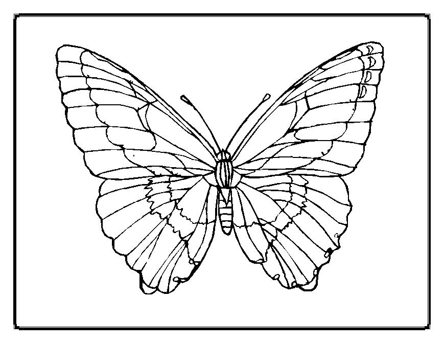 Malvorlage: Schmetterling (Tiere) #15673 - Kostenlose Malvorlagen zum Ausdrucken