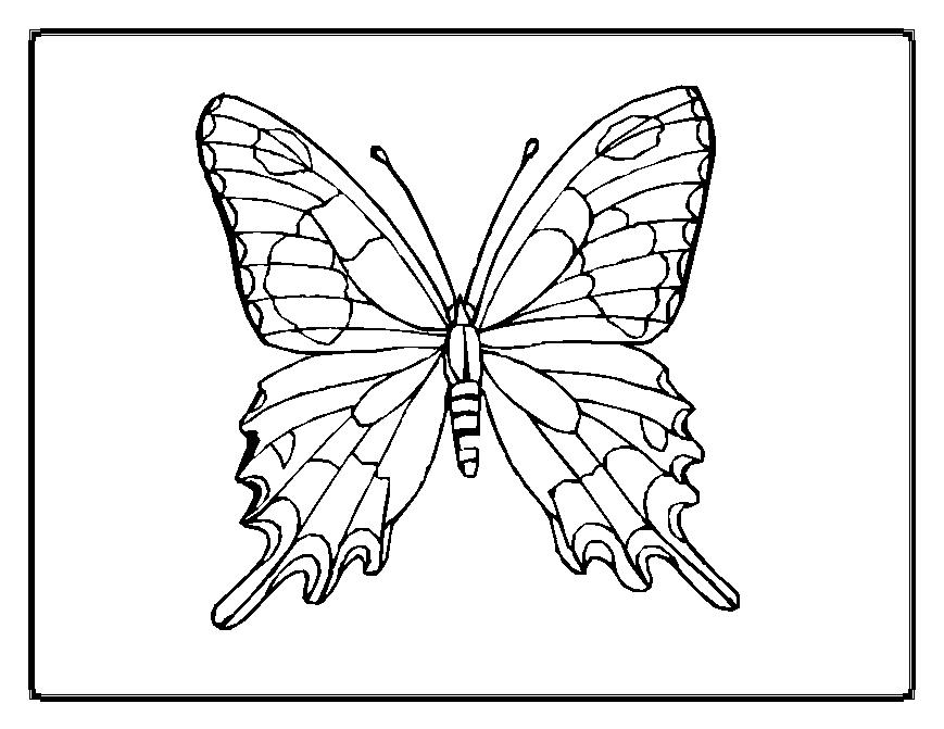 Malvorlage: Schmetterling (Tiere) #15678 - Kostenlose Malvorlagen zum Ausdrucken