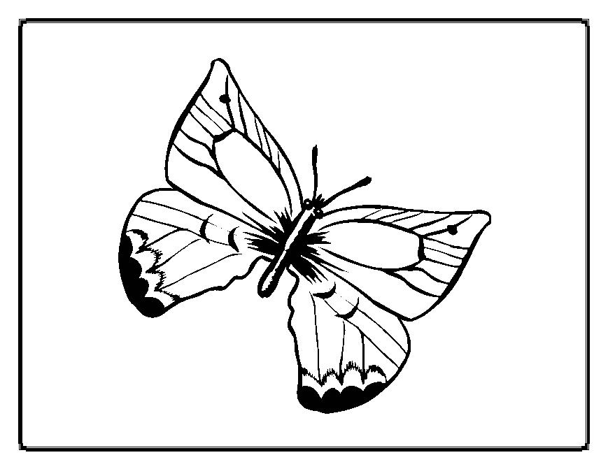 Malvorlage: Schmetterling (Tiere) #15687 - Kostenlose Malvorlagen zum Ausdrucken