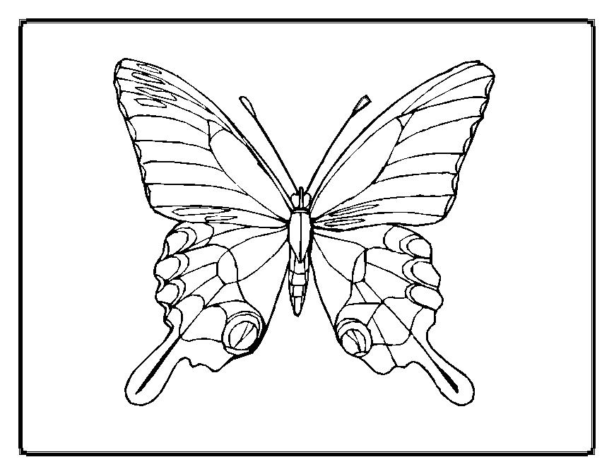 Malvorlage: Schmetterling (Tiere) #15694 - Kostenlose Malvorlagen zum Ausdrucken