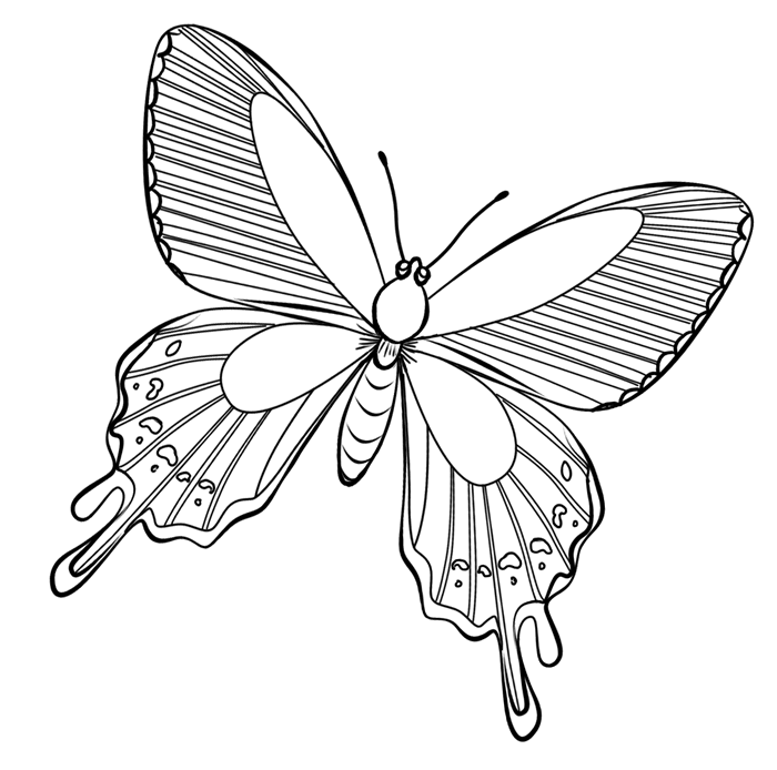 Malvorlage: Schmetterling (Tiere) #15715 - Kostenlose Malvorlagen zum Ausdrucken