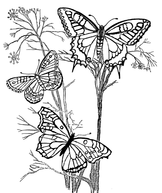 Malvorlage: Schmetterling (Tiere) #15716 - Kostenlose Malvorlagen zum Ausdrucken