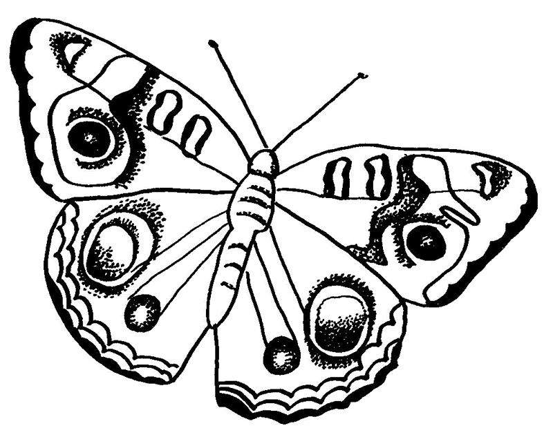 Malvorlage: Schmetterling (Tiere) #15718 - Kostenlose Malvorlagen zum Ausdrucken