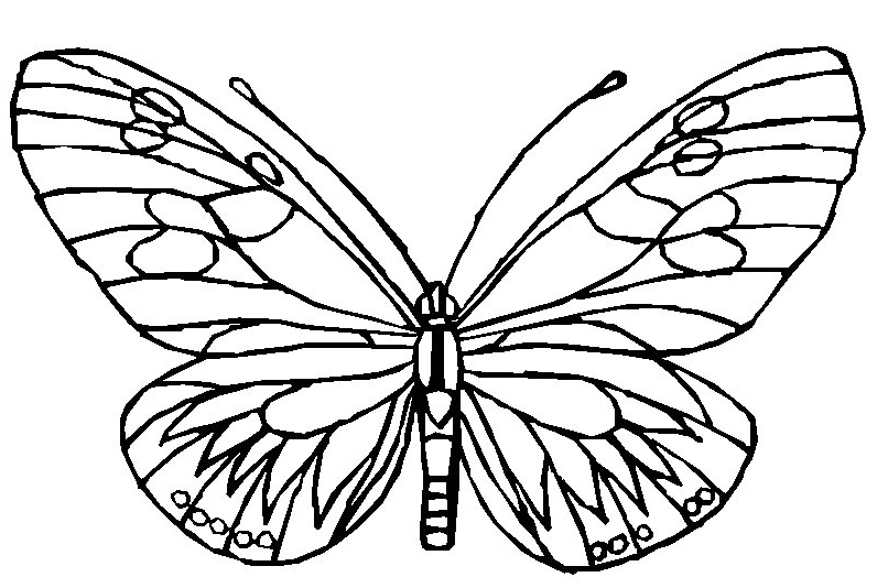 Malvorlage: Schmetterling (Tiere) #15745 - Kostenlose Malvorlagen zum Ausdrucken