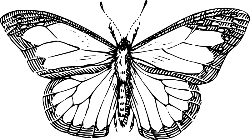 Malvorlage: Schmetterling (Tiere) #15761 - Kostenlose Malvorlagen zum Ausdrucken