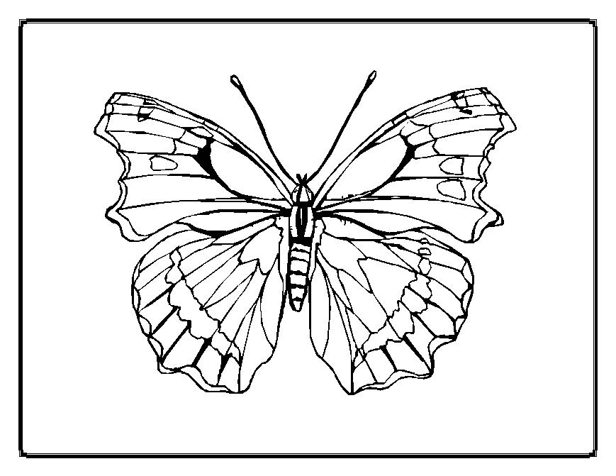Malvorlage: Schmetterling (Tiere) #15774 - Kostenlose Malvorlagen zum Ausdrucken