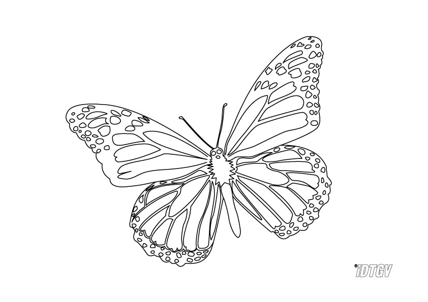 Malvorlage: Schmetterling (Tiere) #15794 - Kostenlose Malvorlagen zum Ausdrucken