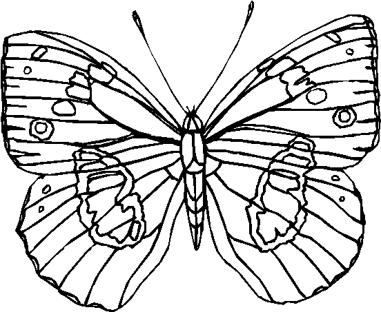 Malvorlage: Schmetterling (Tiere) #15814 - Kostenlose Malvorlagen zum Ausdrucken