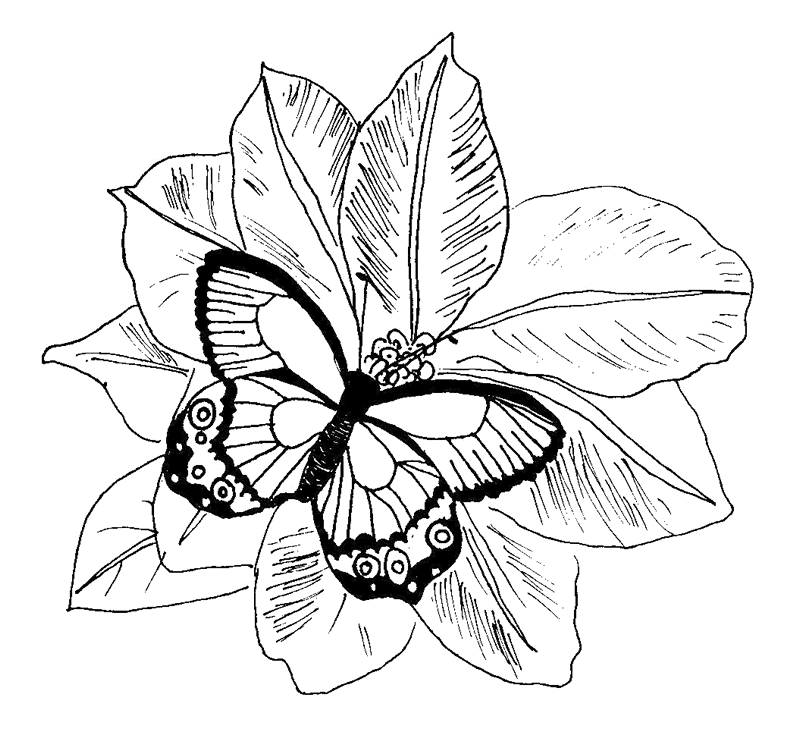 Malvorlage: Schmetterling (Tiere) #15815 - Kostenlose Malvorlagen zum Ausdrucken