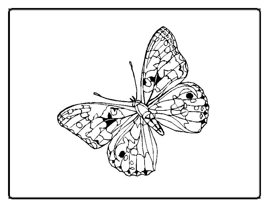 Malvorlage: Schmetterling (Tiere) #15838 - Kostenlose Malvorlagen zum Ausdrucken