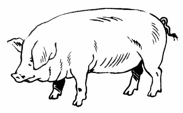 Malvorlage: Schweinefleisch (Tiere) #17637 - Kostenlose Malvorlagen zum Ausdrucken