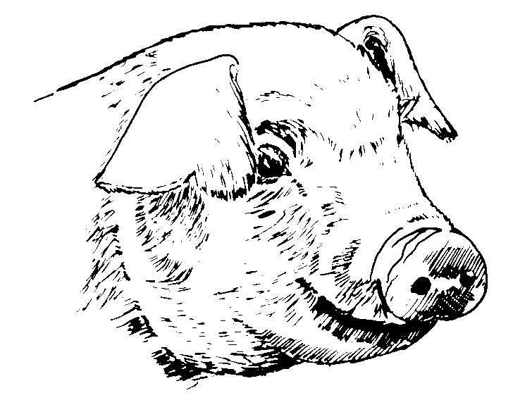 Malvorlage: Schweinefleisch (Tiere) #17751 - Kostenlose Malvorlagen zum Ausdrucken