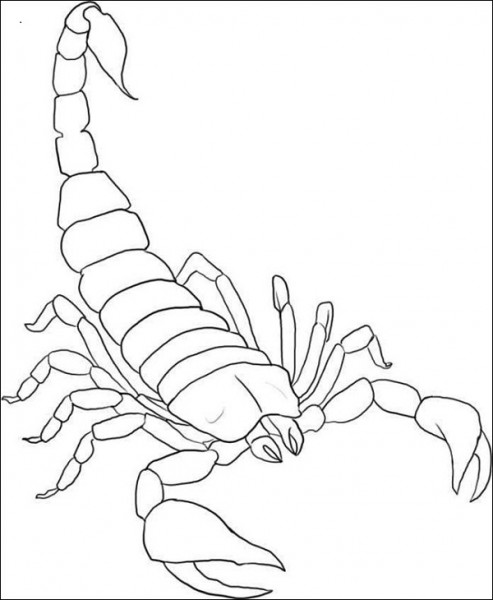 Malvorlage: Skorpion (Tiere) #14539 - Kostenlose Malvorlagen zum Ausdrucken