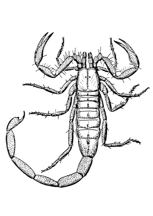 Malvorlage: Skorpion (Tiere) #14543 - Kostenlose Malvorlagen zum Ausdrucken