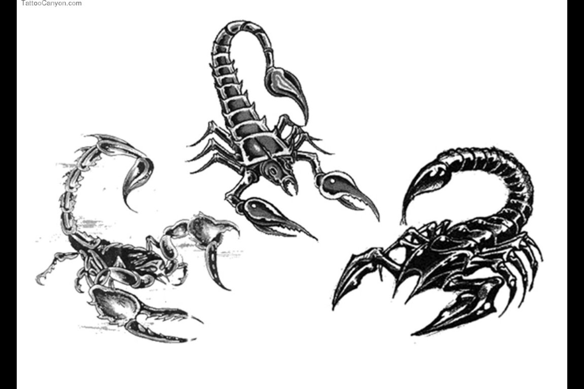 Malvorlage: Skorpion (Tiere) #14572 - Kostenlose Malvorlagen zum Ausdrucken
