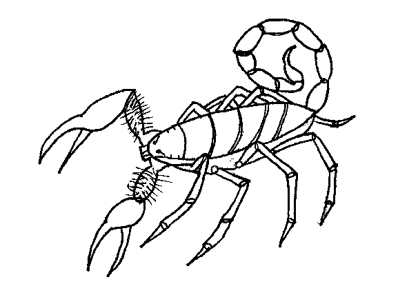 Malvorlage: Skorpion (Tiere) #14574 - Kostenlose Malvorlagen zum Ausdrucken