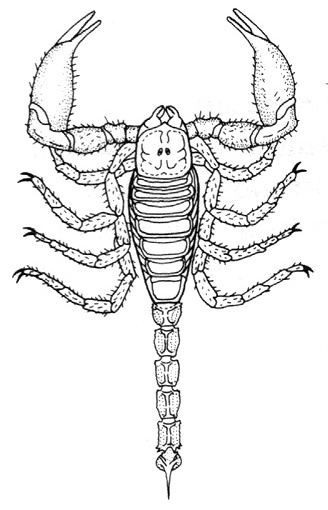 Malvorlage: Skorpion (Tiere) #14590 - Kostenlose Malvorlagen zum Ausdrucken