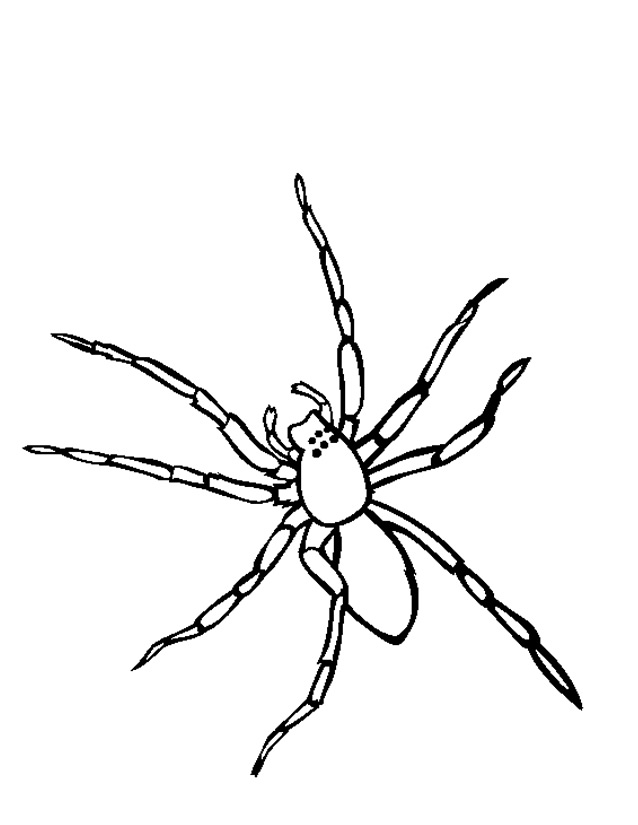 Malvorlage: Spinne (Tiere) #576 - Kostenlose Malvorlagen zum Ausdrucken