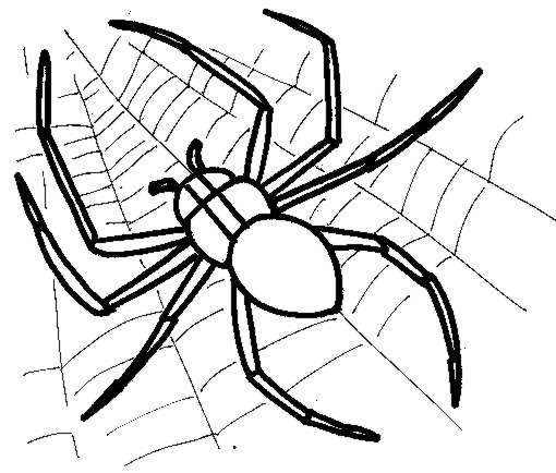 Malvorlage: Spinne (Tiere) #584 - Kostenlose Malvorlagen zum Ausdrucken