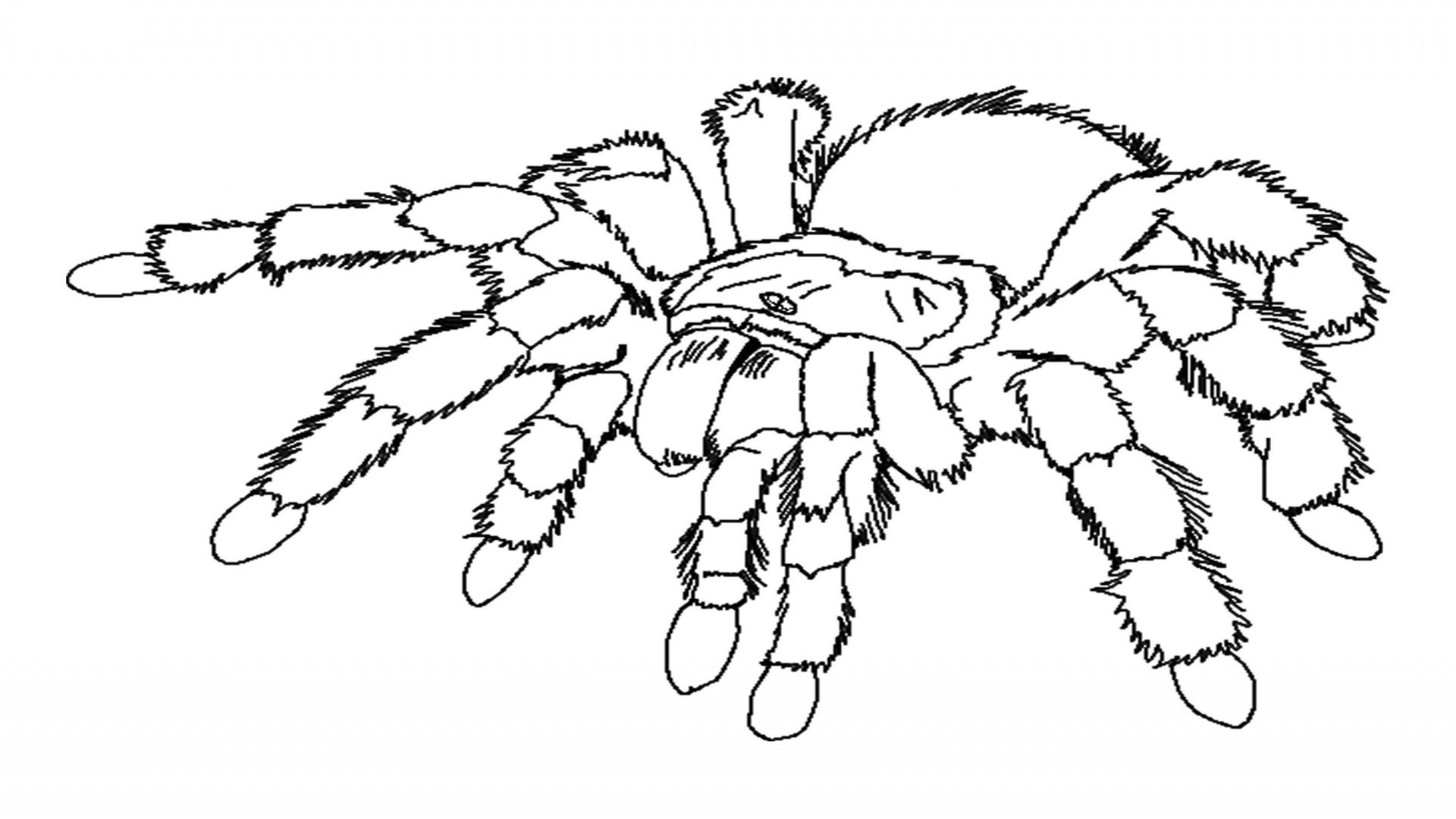 Malvorlage: Spinne (Tiere) #586 - Kostenlose Malvorlagen zum Ausdrucken