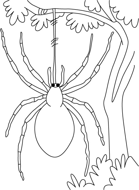Malvorlage: Spinne (Tiere) #636 - Kostenlose Malvorlagen zum Ausdrucken