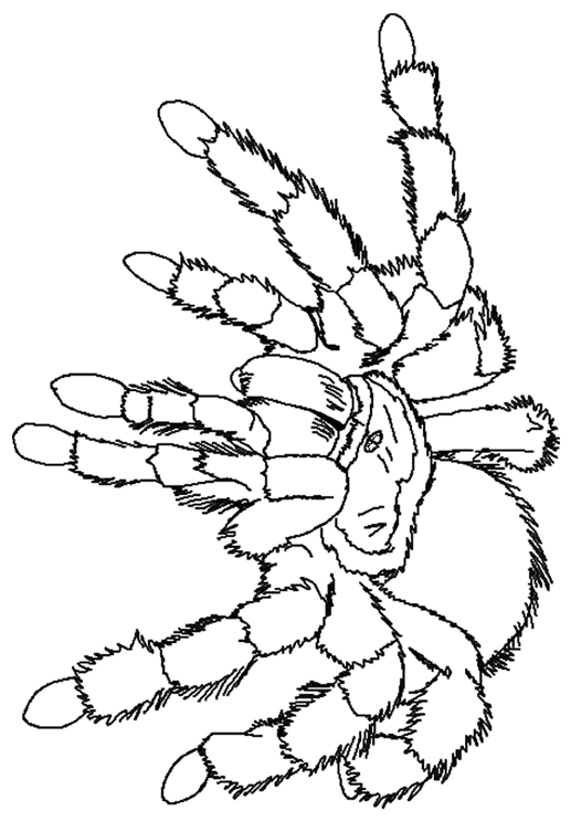 Malvorlage: Spinne (Tiere) #659 - Kostenlose Malvorlagen zum Ausdrucken