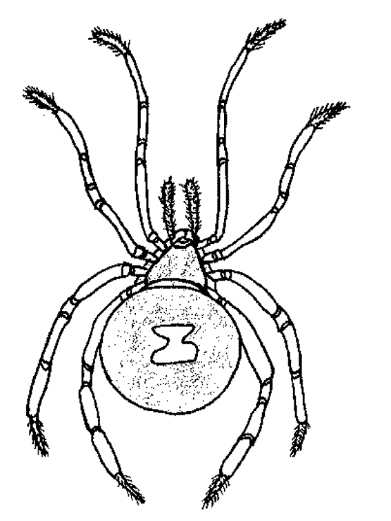 Malvorlage: Spinne (Tiere) #666 - Kostenlose Malvorlagen zum Ausdrucken