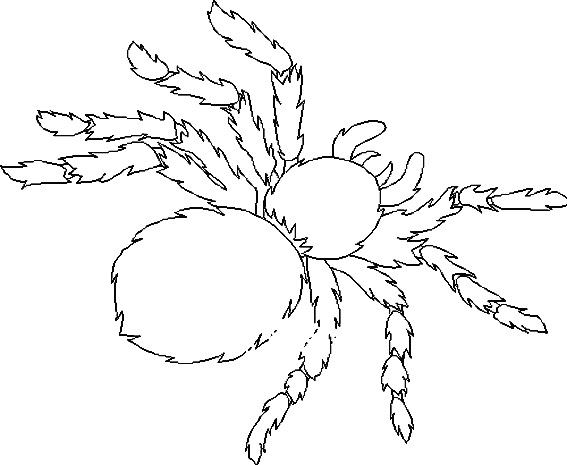 Malvorlage: Spinne (Tiere) #670 - Kostenlose Malvorlagen zum Ausdrucken
