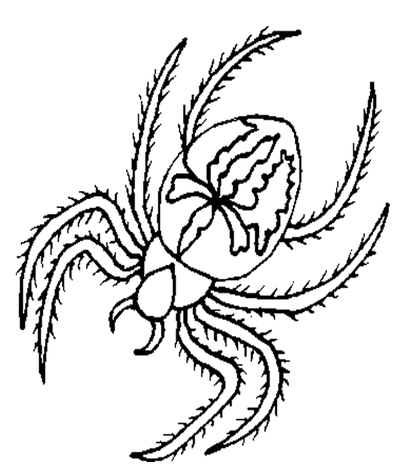 Malvorlage: Spinne (Tiere) #674 - Kostenlose Malvorlagen zum Ausdrucken