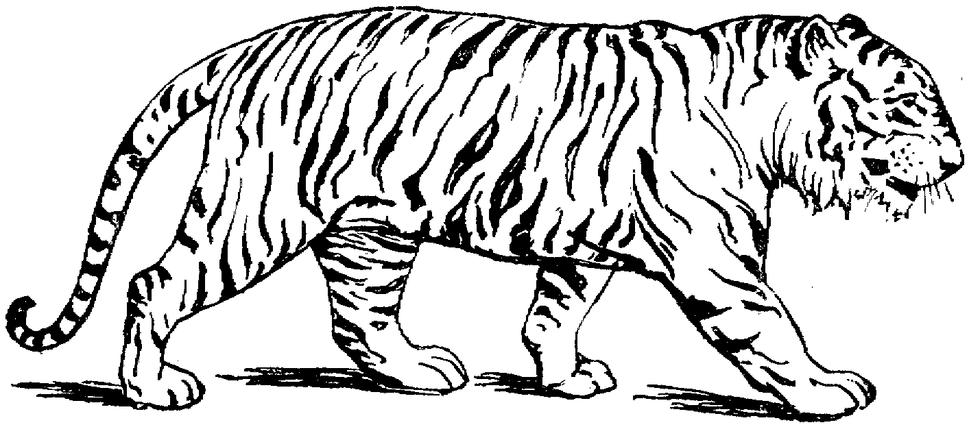 Malvorlage: Tiger (Tiere) #13588 - Kostenlose Malvorlagen zum Ausdrucken