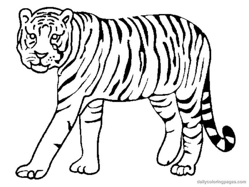 Malvorlage: Tiger (Tiere) #13591 - Kostenlose Malvorlagen zum Ausdrucken