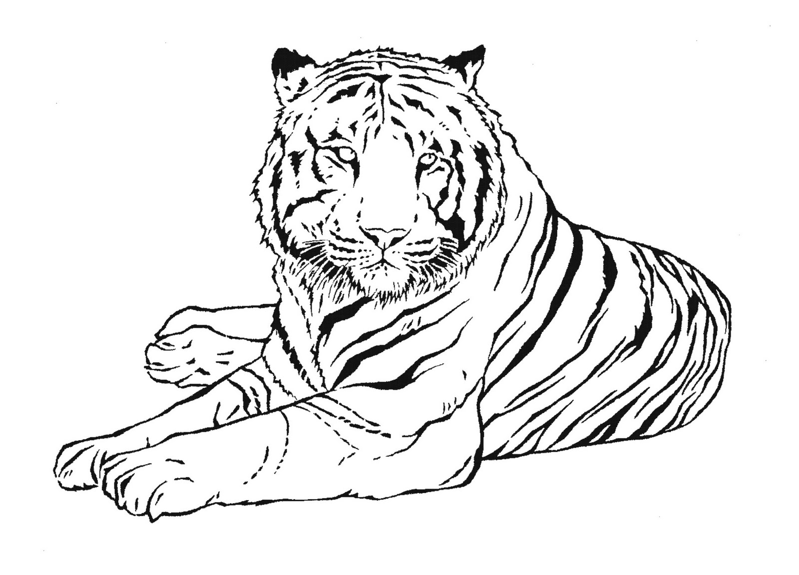 Malvorlage: Tiger (Tiere) #13601 - Kostenlose Malvorlagen zum Ausdrucken
