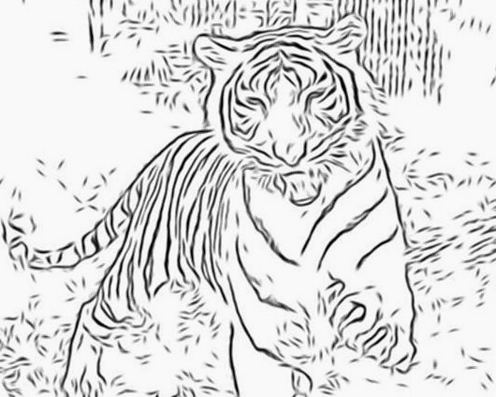 Malvorlage: Tiger (Tiere) #13606 - Kostenlose Malvorlagen zum Ausdrucken