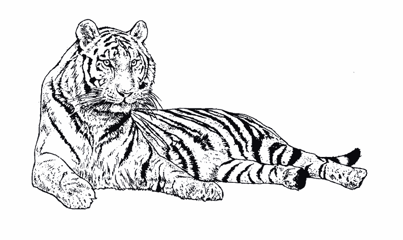 Malvorlage: Tiger (Tiere) #13607 - Kostenlose Malvorlagen zum Ausdrucken