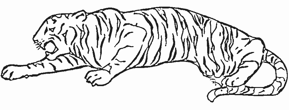 Malvorlage: Tiger (Tiere) #13637 - Kostenlose Malvorlagen zum Ausdrucken