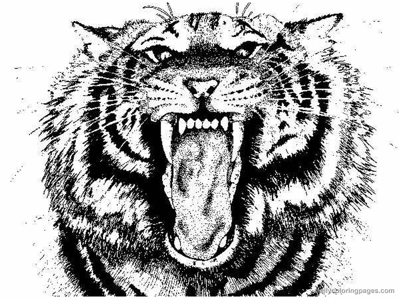 Malvorlage: Tiger (Tiere) #13679 - Kostenlose Malvorlagen zum Ausdrucken