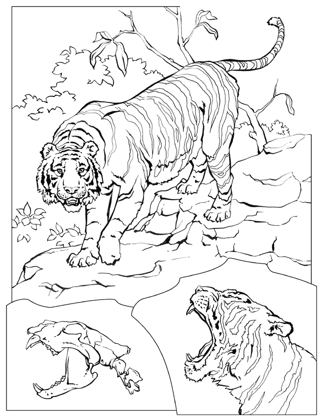 Malvorlage: Tiger (Tiere) #13683 - Kostenlose Malvorlagen zum Ausdrucken