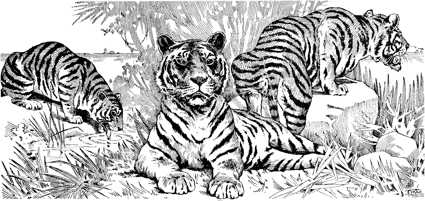 Malvorlage: Tiger (Tiere) #13691 - Kostenlose Malvorlagen zum Ausdrucken