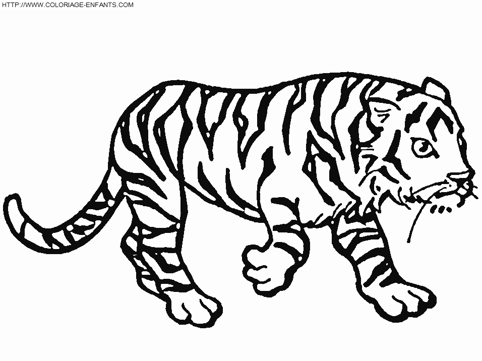 Malvorlage: Tiger (Tiere) #13781 - Kostenlose Malvorlagen zum Ausdrucken