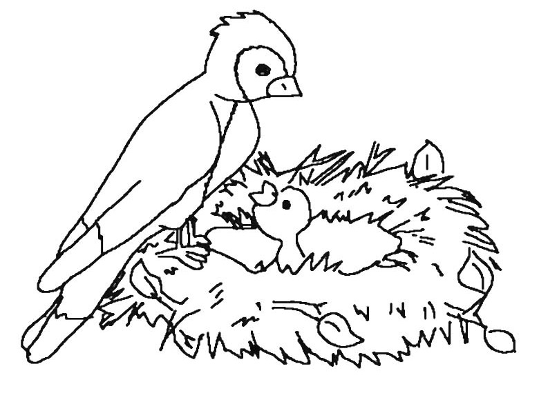 Malvorlage: Vogelbabys (Tiere) #20142 - Kostenlose Malvorlagen zum Ausdrucken