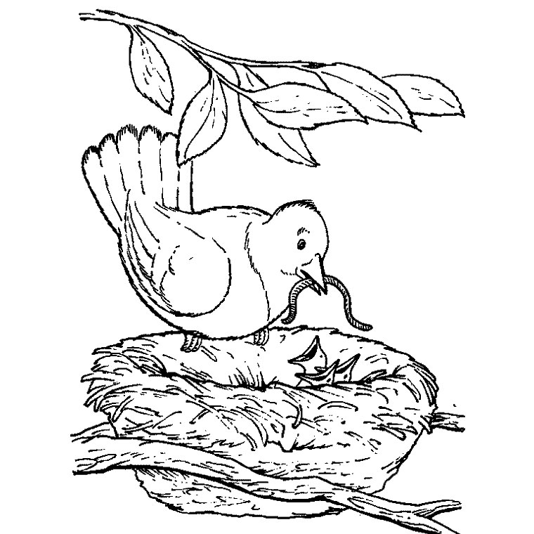 Malvorlage: Vogelbabys (Tiere) #20146 - Kostenlose Malvorlagen zum Ausdrucken