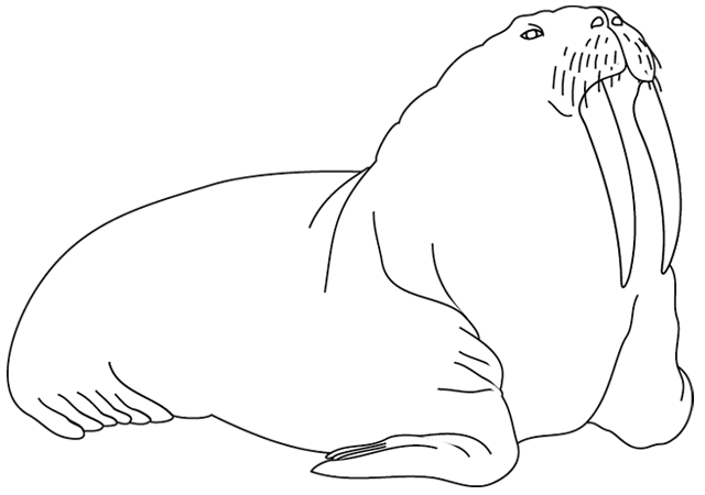 Malvorlage: Walross (Tiere) #16575 - Kostenlose Malvorlagen zum Ausdrucken