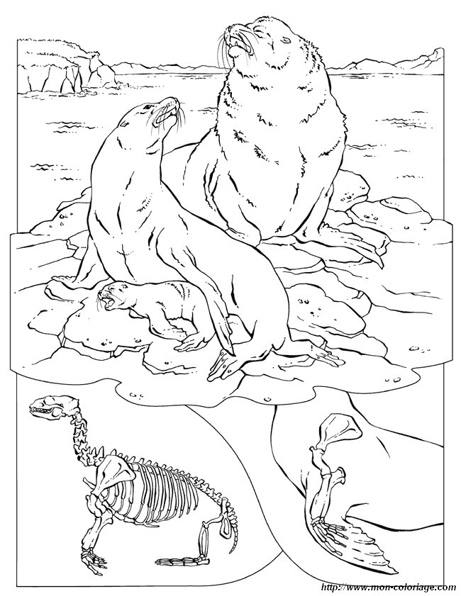 Malvorlage: Walross (Tiere) #16606 - Kostenlose Malvorlagen zum Ausdrucken