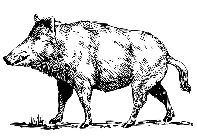 Malvorlage: Wildschwein (Tiere) #14639 - Kostenlose Malvorlagen zum Ausdrucken
