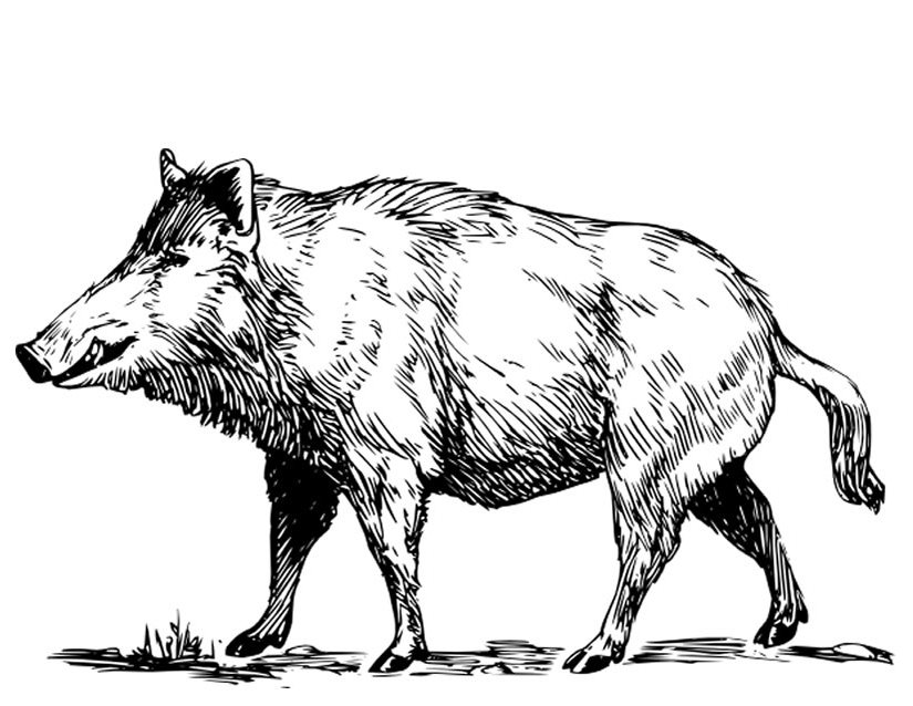 Malvorlage: Wildschwein (Tiere) #14641 - Kostenlose Malvorlagen zum Ausdrucken