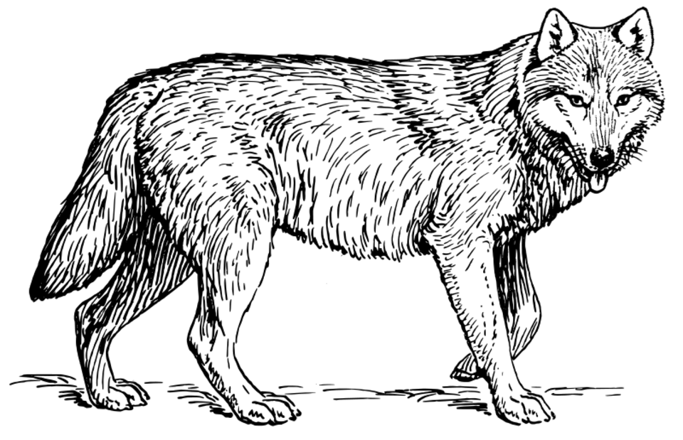 Malvorlage: Wolf (Tiere) #10444 - Kostenlose Malvorlagen zum Ausdrucken