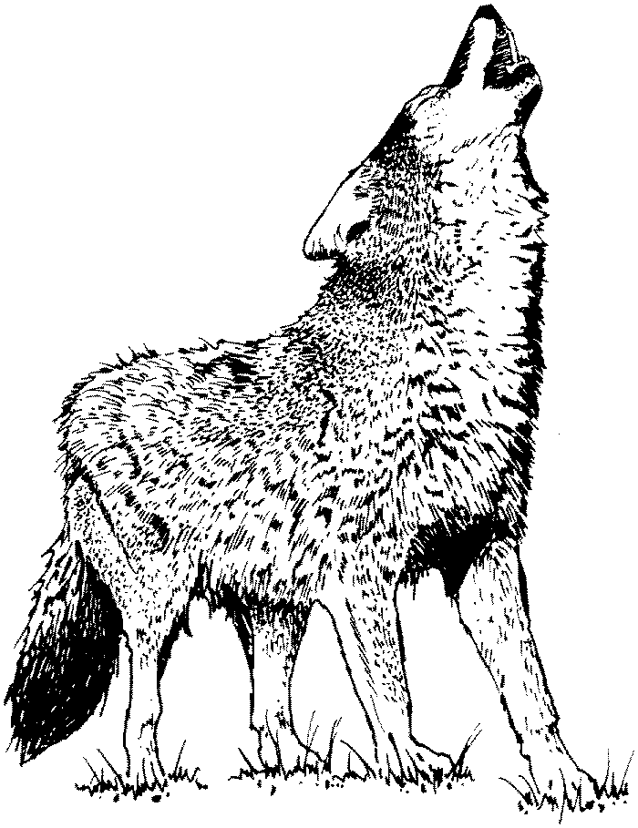 Malvorlage: Wolf (Tiere) #10483 - Kostenlose Malvorlagen zum Ausdrucken