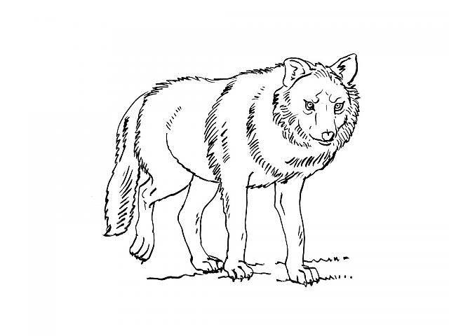 Malvorlage: Wolf (Tiere) #10501 - Kostenlose Malvorlagen zum Ausdrucken